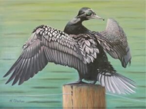 Little Black Cormorant Painting - Dillon - Bird Paintings