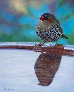 Red-eared Firetail Finch