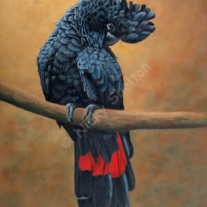 Male Red tailed Black Cockatoo Painting - Jacko - Bird Oil Paintings