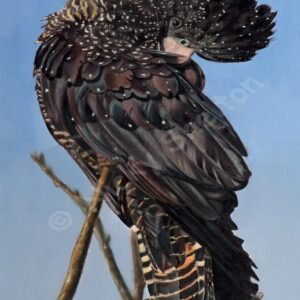 Female Red Tailed Black Cockatoo Painting - Priscilla - Bird Paintings