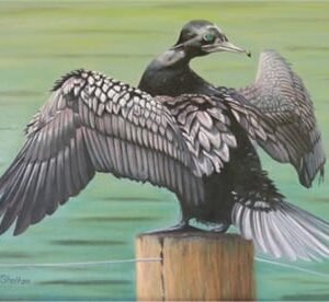 Little Black Cormorant Painting - Dillon - Bird Paintings