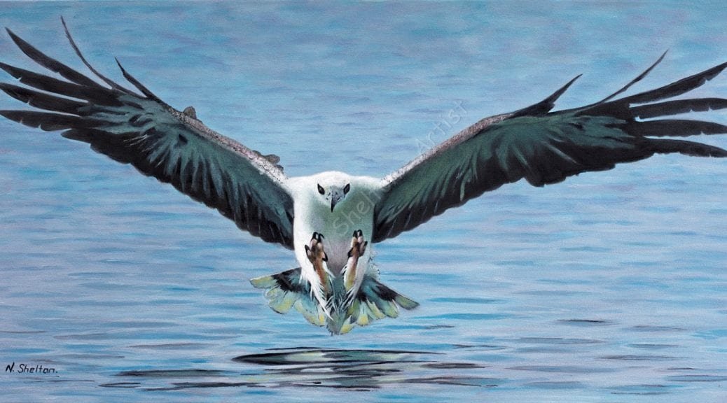 White Bellied Sea Eagle Painting - Stevie - Bird Paintings