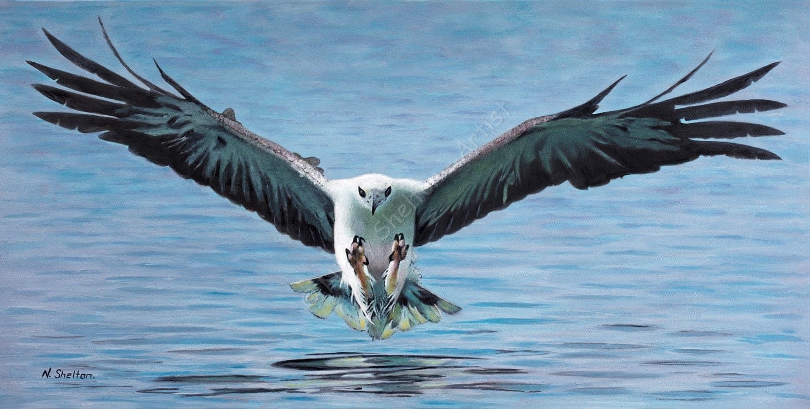White Bellied Sea Eagle Painting - Stevie - Bird Paintings