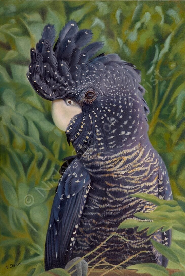 Nelly - Red-tailed Black Cockatoo painted in oils by Nicky Shelton.