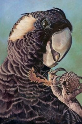 Female Baudin's Black Cockatoo- Edwine Luncheon - Bird Paintings