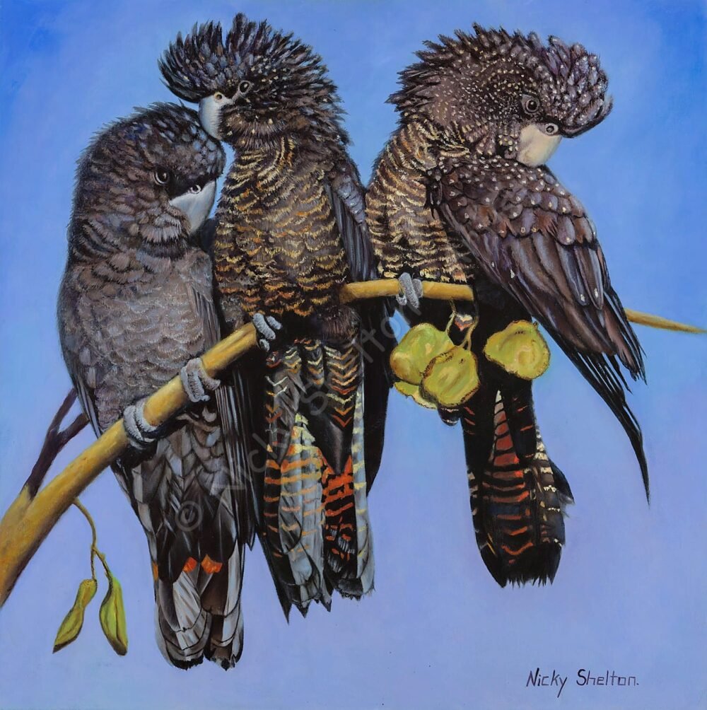Australian Red-tailed Black Cockatoos