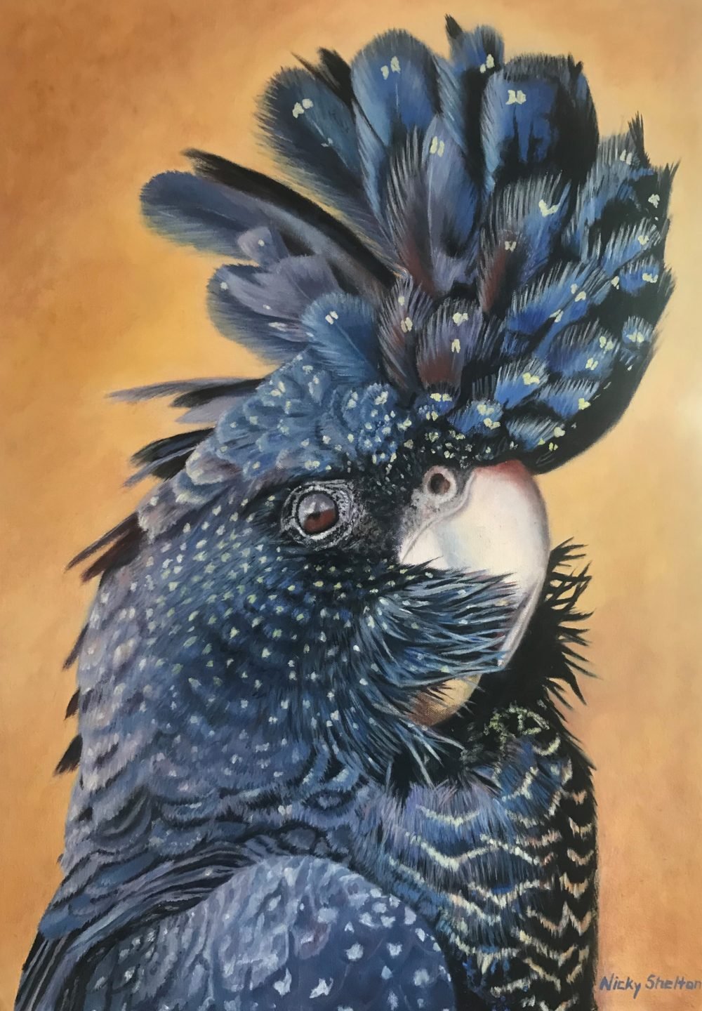 Magnificus Red tailed Black Cockatoo painted in oils by Nicky