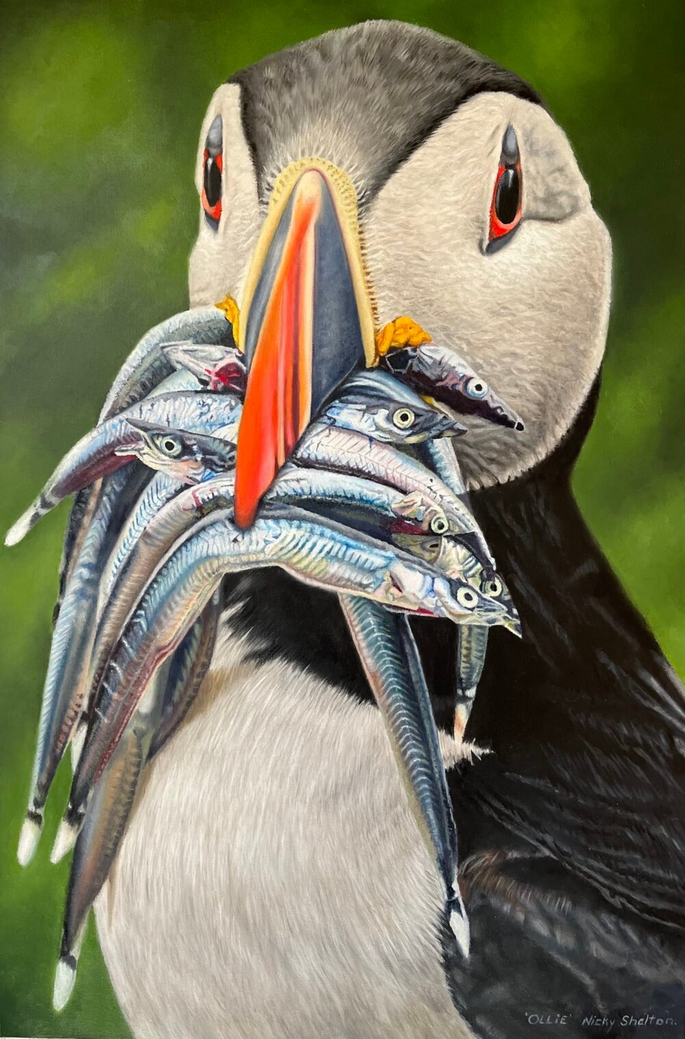 Ollie - Atlantic Puffin IPhone - Finished