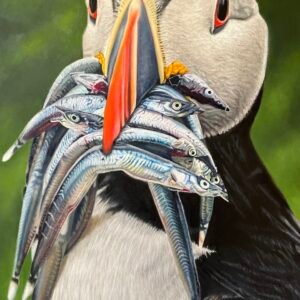 Ollie - Atlantic Puffin IPhone - Finished