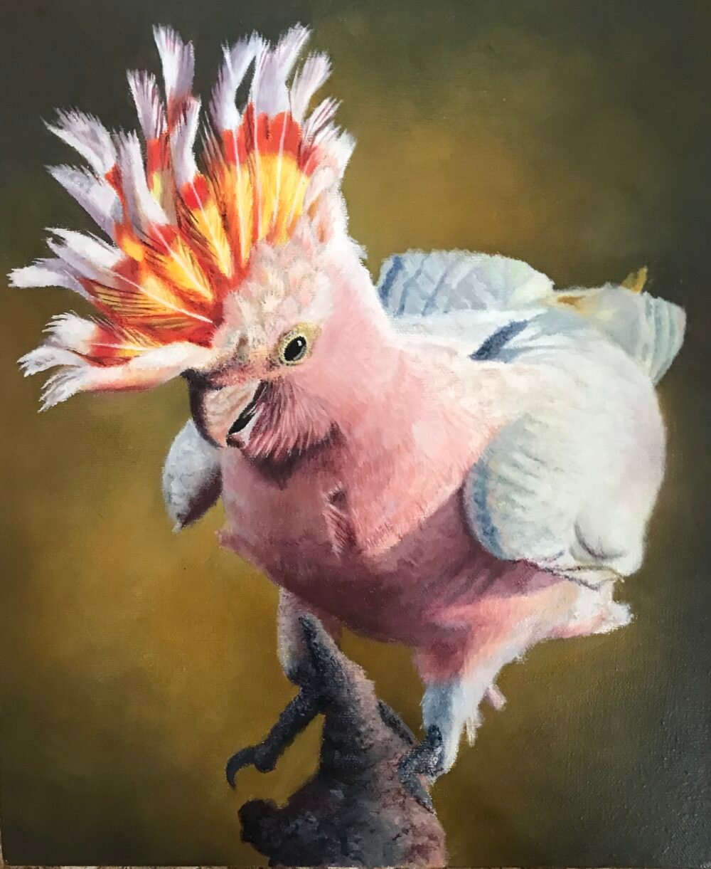 Ziggy - Major Mitchell Cockatoo