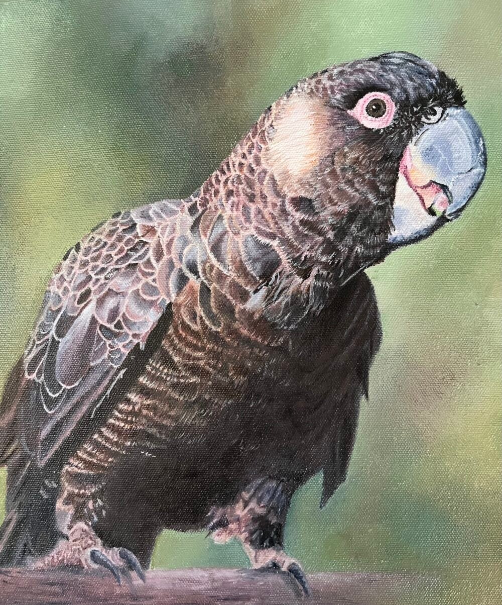Carnaby Cockatoo
