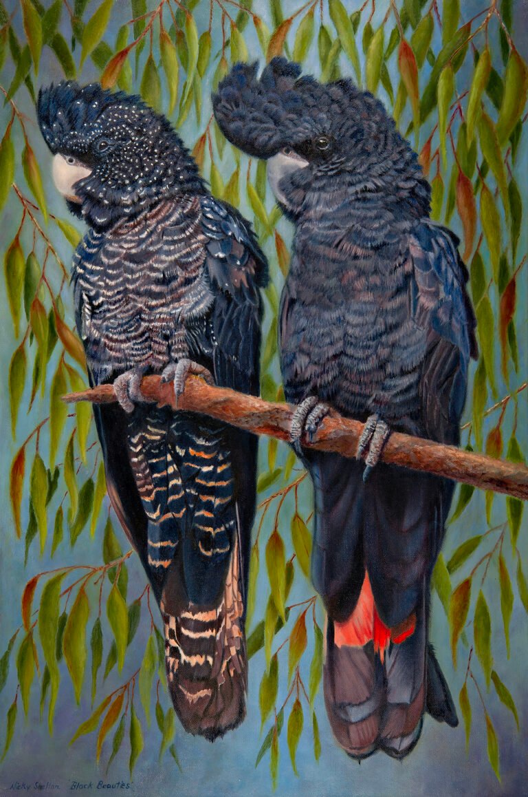 Black Beauties Red tailed Black Cockatoos painted in oils by Australian