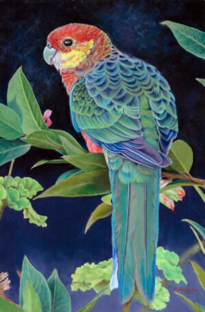 Oil painting of a Western Rosella by Nicky Shelton, Australian bird artist.