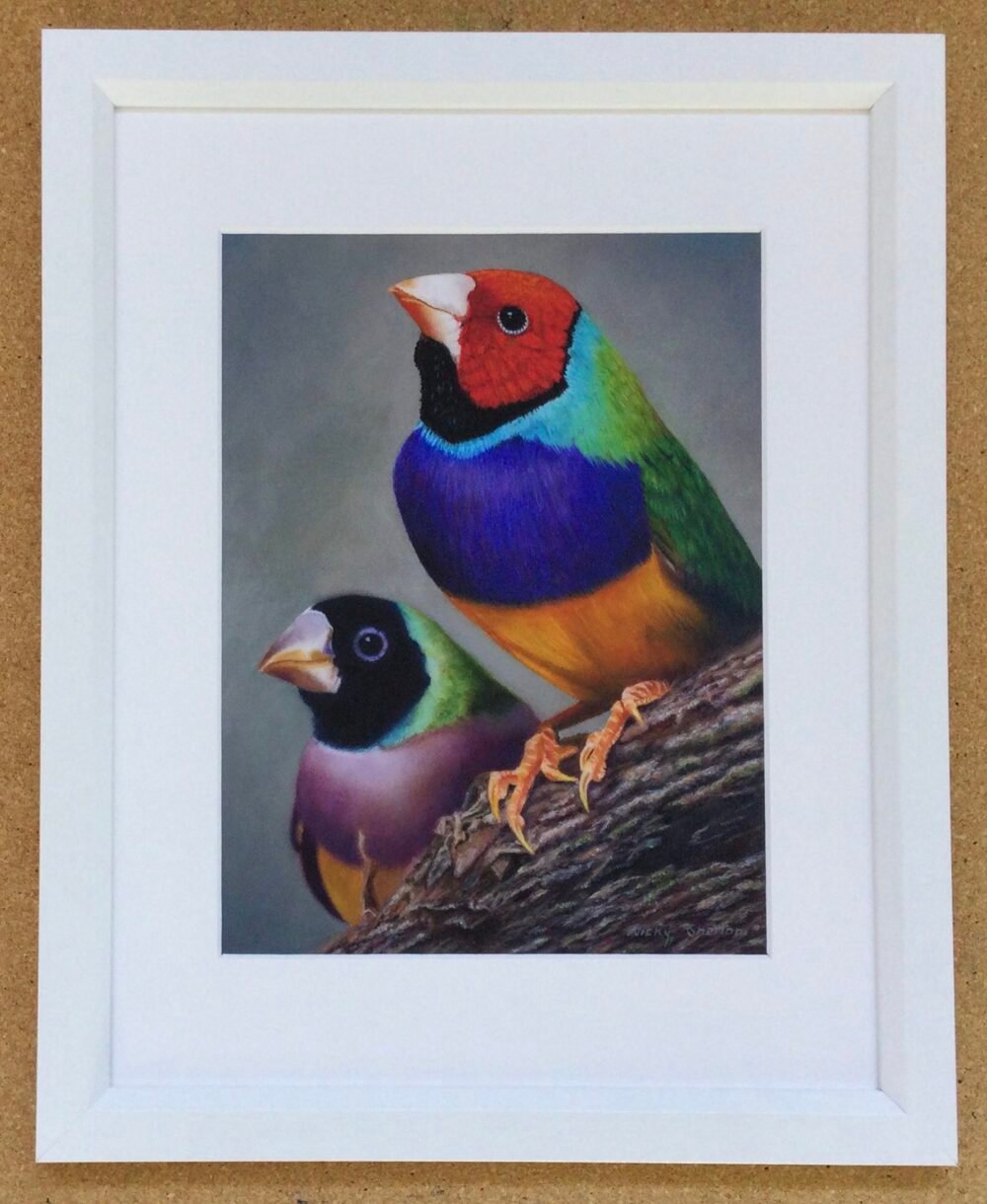 Mr & Mrs Gouldian - Print in Matboard - White Frame