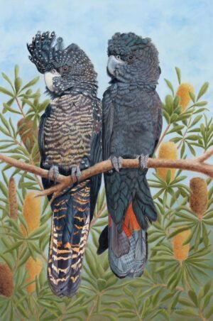 "Kindred Spirits" - Red-tailed Black Cocktoos
