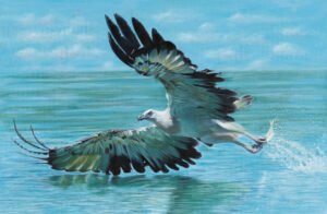 Oil painting of a White Bellied Sea Eagle by Nicky Shelton, Australian bird artist.