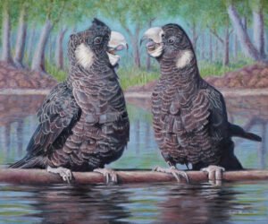 "Tricksters" - Baudin's Black Cockatoos