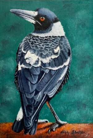 Oil painting of an Australian Magpie by Nicky Shelton, Australian bird artist.