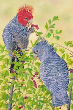 Oil painting of endangered Gang-gang Cockatoos by Nicky Shelton, Australian bird artist.