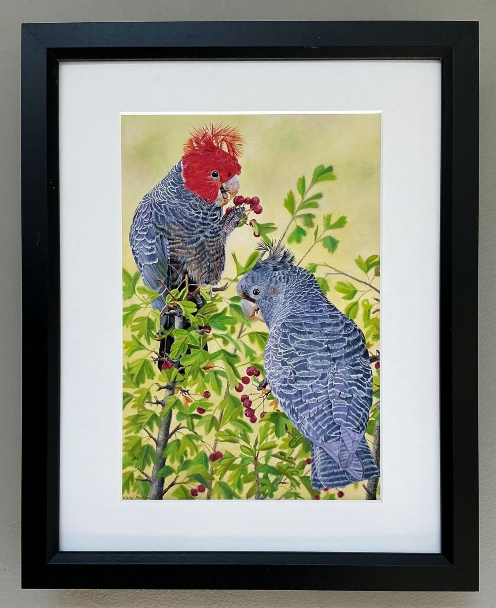 Identical print of an oil painting depicting a pair of endangered Gang-gang Cockatoo's. Painted by Nicky Shelton, Australian bird artist.