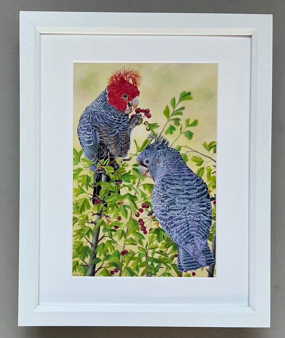 Identical framed print of a pair of Gang-gang Cockatoos painted in oils by Nicky Shelton, Australian bird artist.