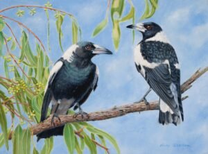 Oil painting of Australian Magpie's by Nicky Shelton, Australian bird artist.